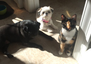 Maizie ( shih tzu ), Riley ( pug), meow meow (cat)